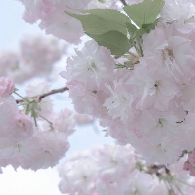 Furry插画元素设计技巧兽圈社群